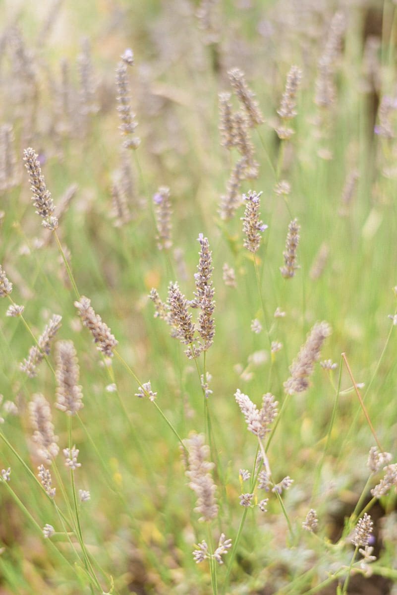 french wedding photographer lavenders
